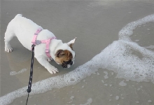 dylan at the beach_0.jpg